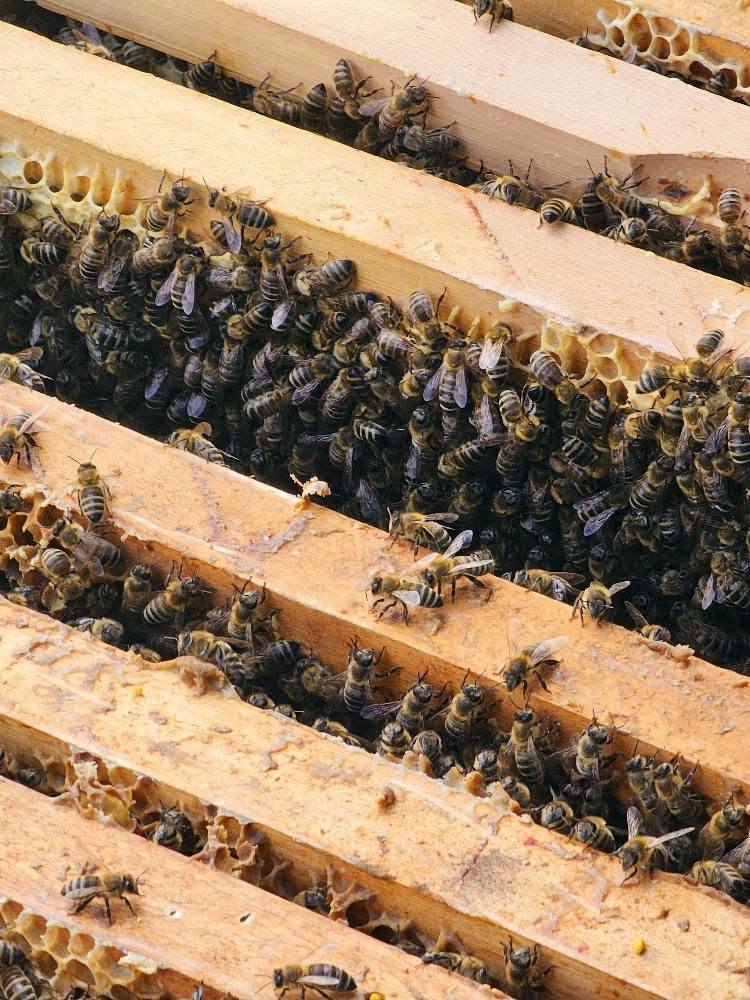 Pčele na satonošama u otvorenoj košnici